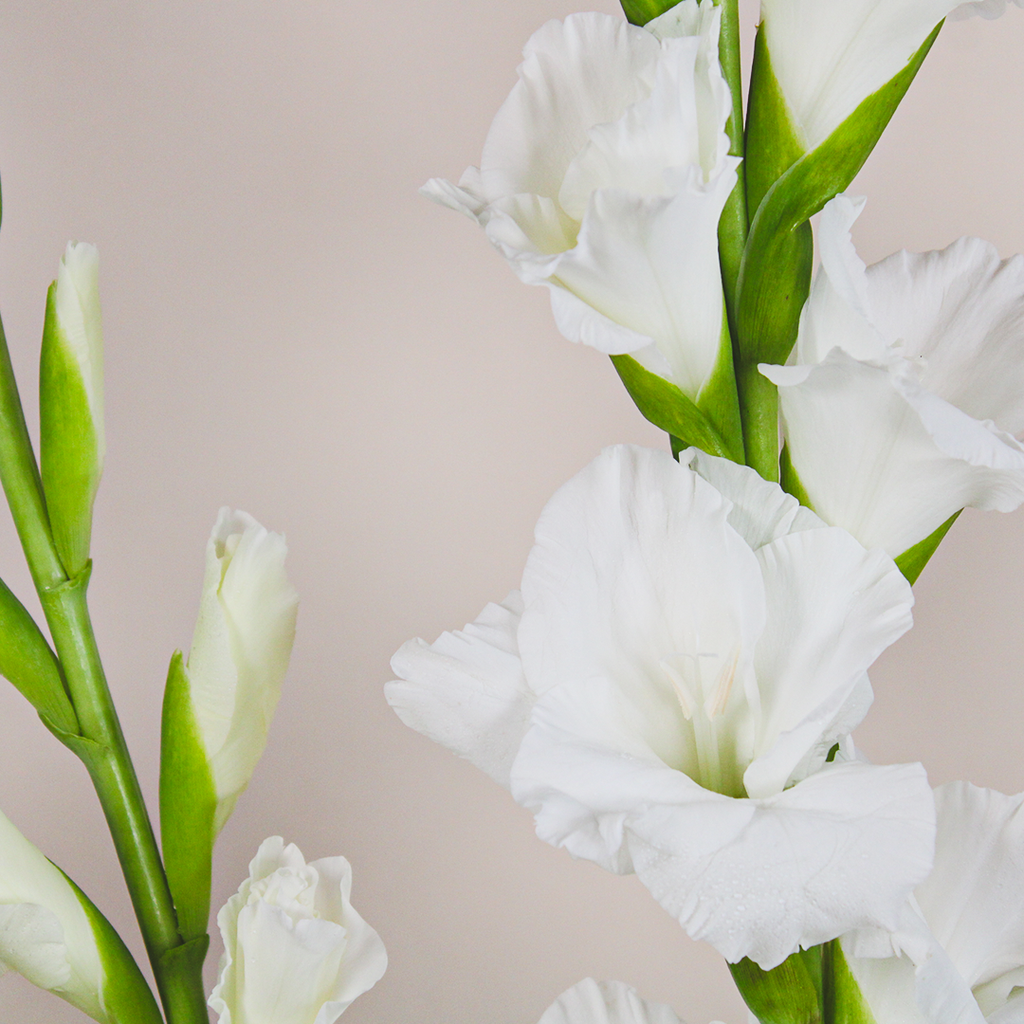 Almahaba bouquet