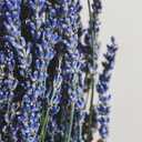 Lavender Breeze Bouquet