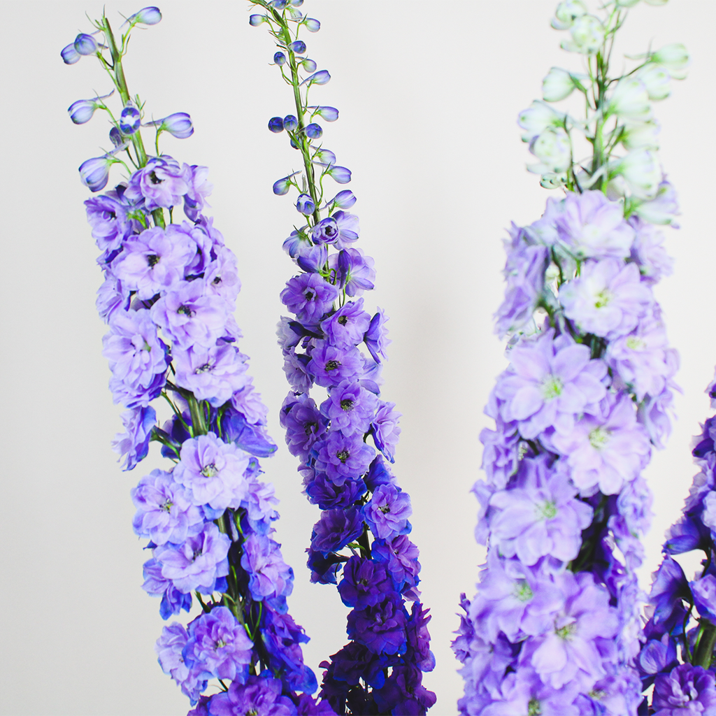 Purple Delphinium Vase