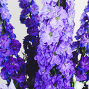 Purple Delphinium Vase