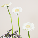 Bouquet of flowers Decor