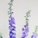 Nessma delphinium vase