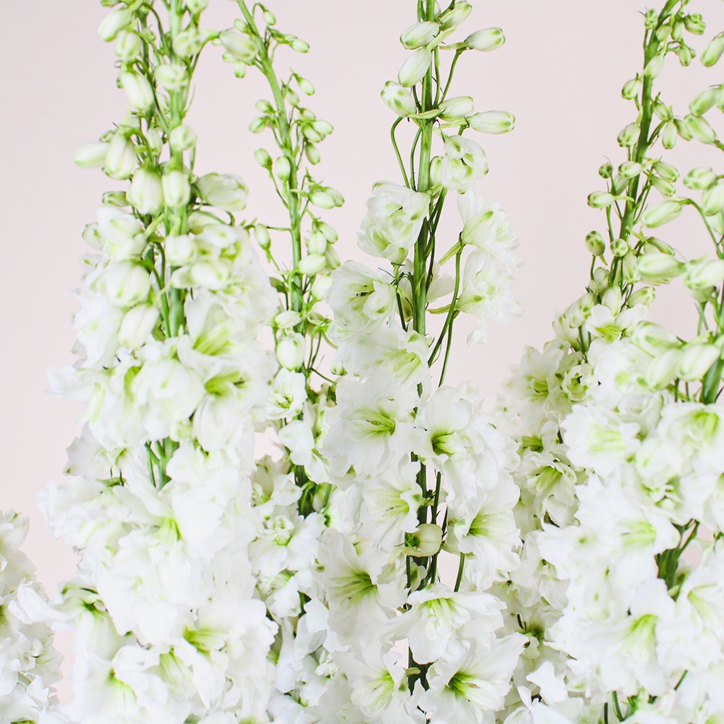 Delphinium flower