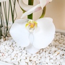 New Phalaenopsis Bouquet