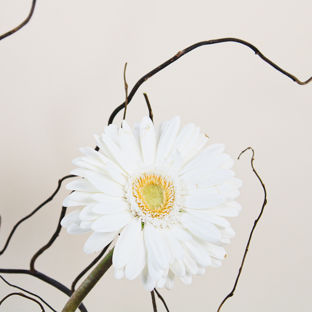 gerbera flower vase