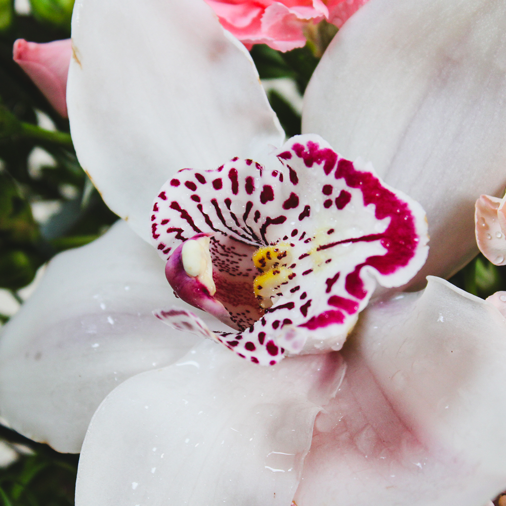 Cymbidium Baby Girl Bouquet