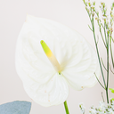 Yellow Anthurium Bouquet