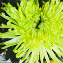 Yellow Anthurium Bouquet