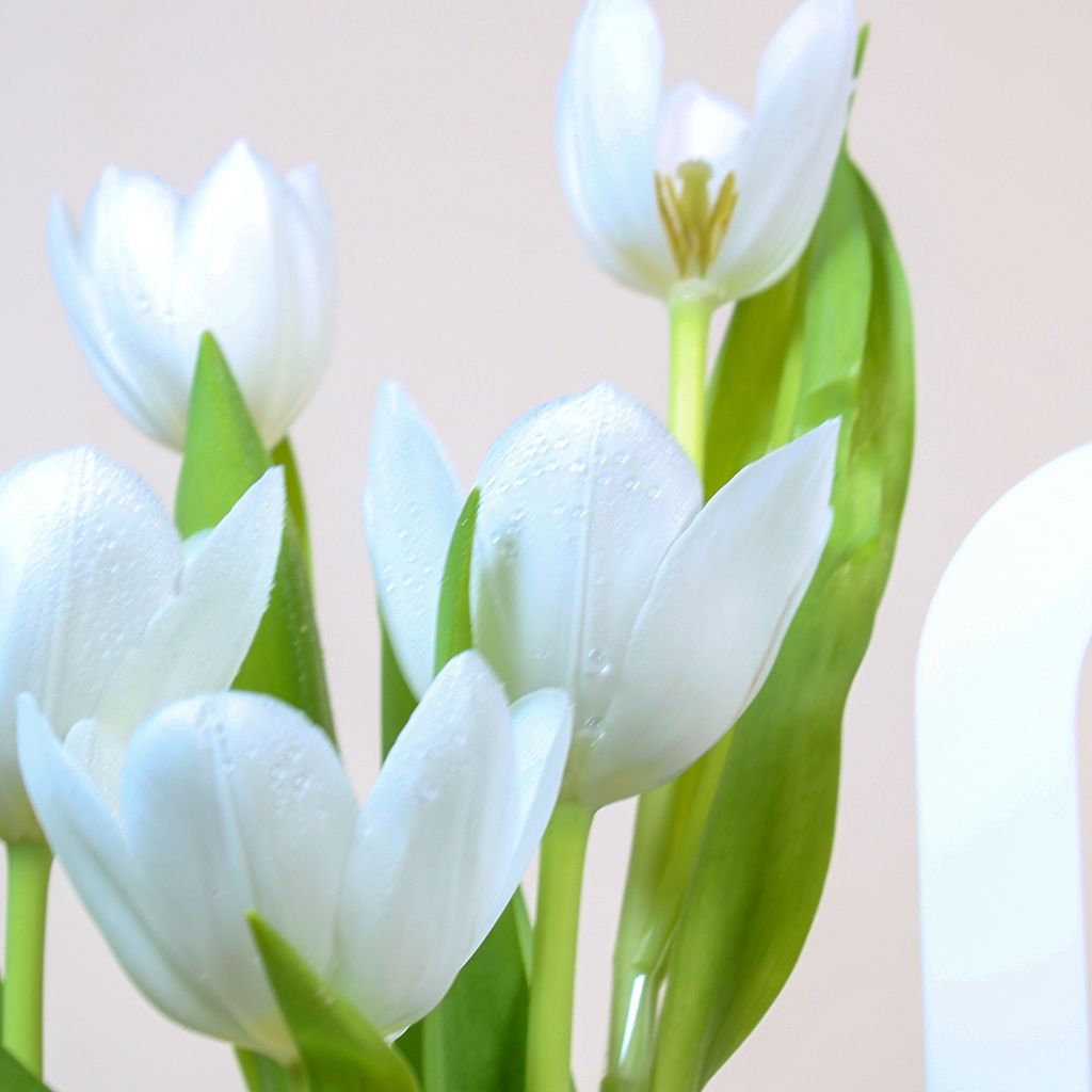 White tulip bouquet