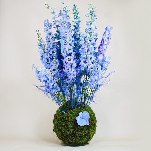 [DFD-BQT-145529] Blue Delphinium Bouquet